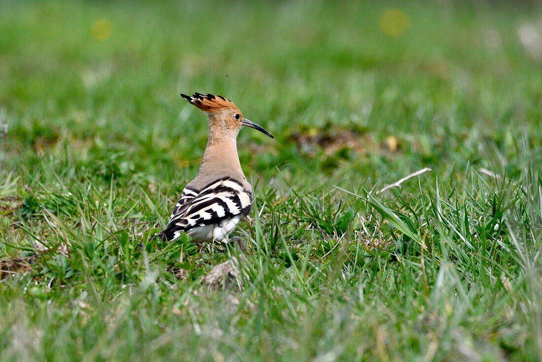 France, Doubs, bird, Hoopoe (Upupa epops) hunting her in the grass, migration\n