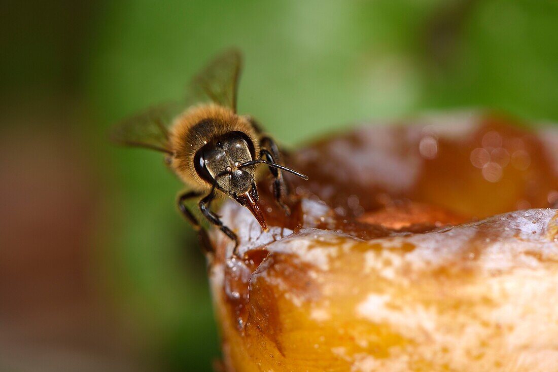 France, Territoire de Belfort, Belfort, orchard, European bee (Apis mellifera) on a fallen mirabelle plum\n