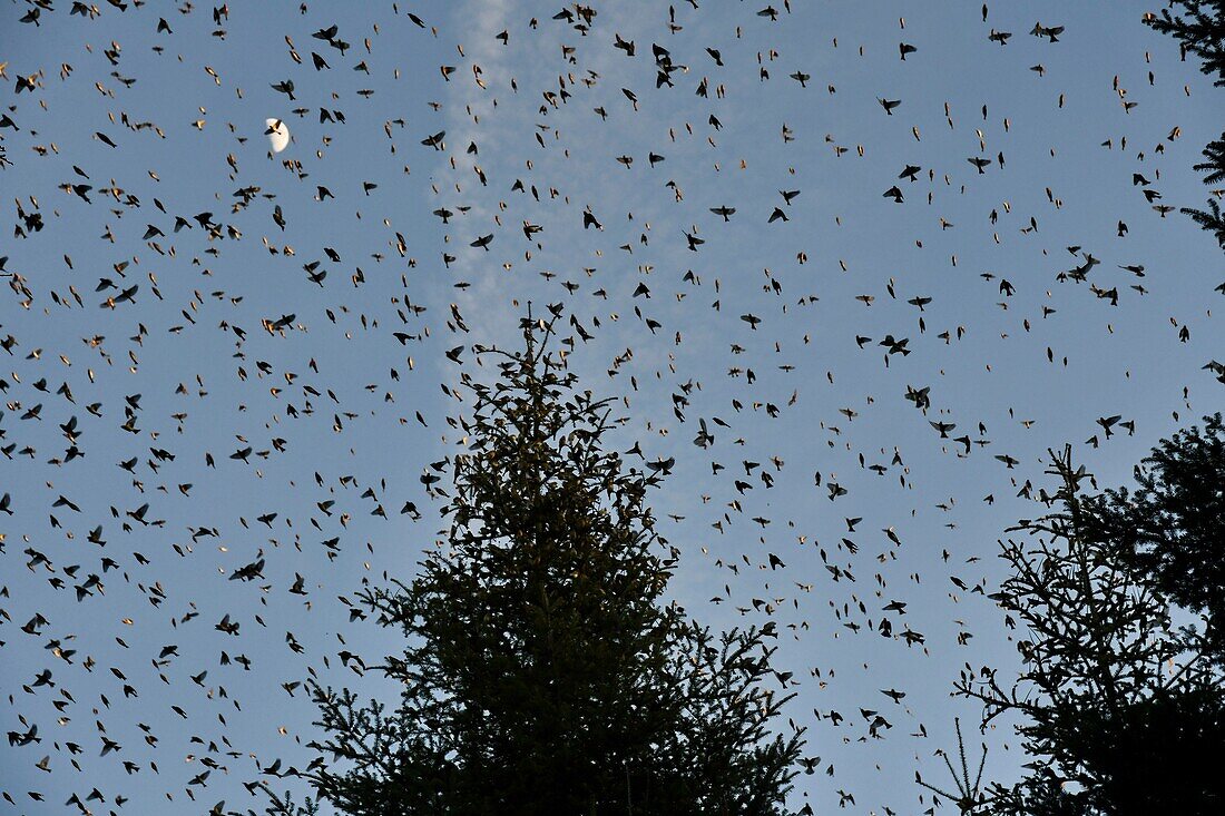 Frankreich, Doubs, Schweizer Grenze, Vogel, Buchfink (Fringilla montifringilla) sammelt sich im Schlafsaal für die Nacht, konzentrierter Flug