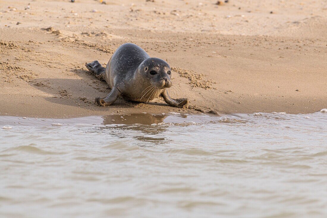 France, Somme, Baie de Somme, Le Hourdel, a young common seal (Phoca vitulina) comes to sleep on the sandbank sheltered from the waves\n