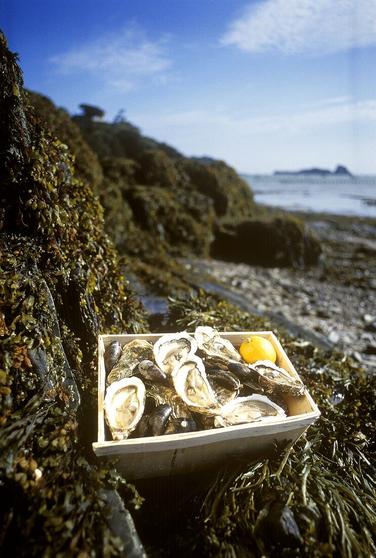 Crate Full of Oysters