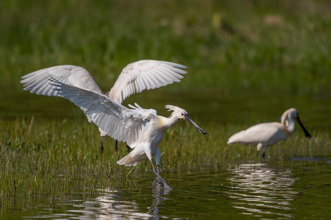 France, Somme, Somme Bay, Natural Reserve of the Somme Bay, Marquenterre Ornithological Park, Saint Quentin en Tourmont, White Spoonbill (Platalea leucorodia Eurasian Spoonbill)\n