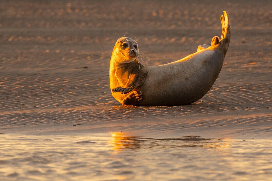 Frankreich, Pas de Calais, Authie Bay, Berck sur Mer, Kegelrobben (Halichoerus grypus), bei Ebbe ruhen sich die Robben auf den Sandbänken aus, von wo sie von der steigenden Flut gejagt werden, Bananenstellung