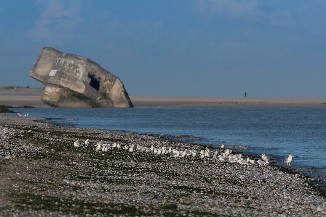 France, Somme, Baie de Somme, Le Hourdel, Black-headed gulls in front of the Hourdel Blockhouse\n