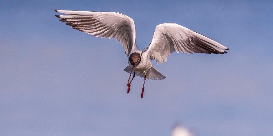 France, Somme, Baie de Somme, Le Crotoy, The Marsh du Crotoy welcomes each year a colony of Black-headed Gull (Chroicocephalus ridibundus), which come to nest and reproduce on islands in the middle of the ponds\n