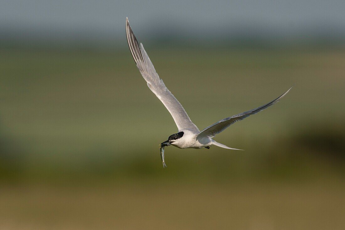 France, Somme, Somme Bay, Ault, Cayeux sur mer, Ault Hâble, Caugek Tern colony (Thalasseus sandvicensis Sandwich Tern) set up for breeding, one of the partners brings in fish as an offering or to feed the one who is smoldering but the terns are harassed by the seagulls that steal them a considerable part of their fishing\n