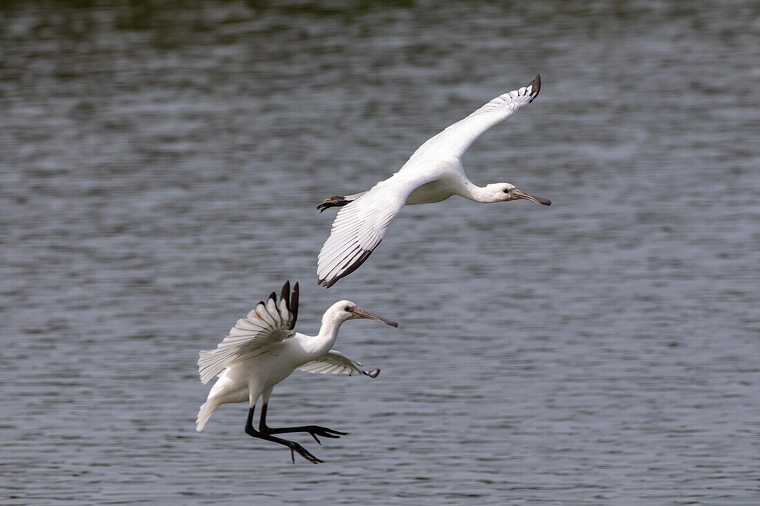 Frankreich, Somme, Baie de Somme, Saint Quentin en Tourmont, Naturreservat der Baie de Somme, Ornithologischer Park von Marquenterre, 2 weiße Löffelreiher