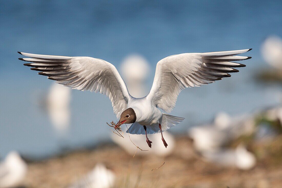 France, Somme, Bay of the Somme, Crotoy Marsh, Le Crotoy, every year a colony of black-headed gulls (Chroicocephalus ridibundus - Black-headed Gull) settles on the islets of the Crotoy marsh to nest and reproduce , the birds carry the branches for the construction of the nest\n