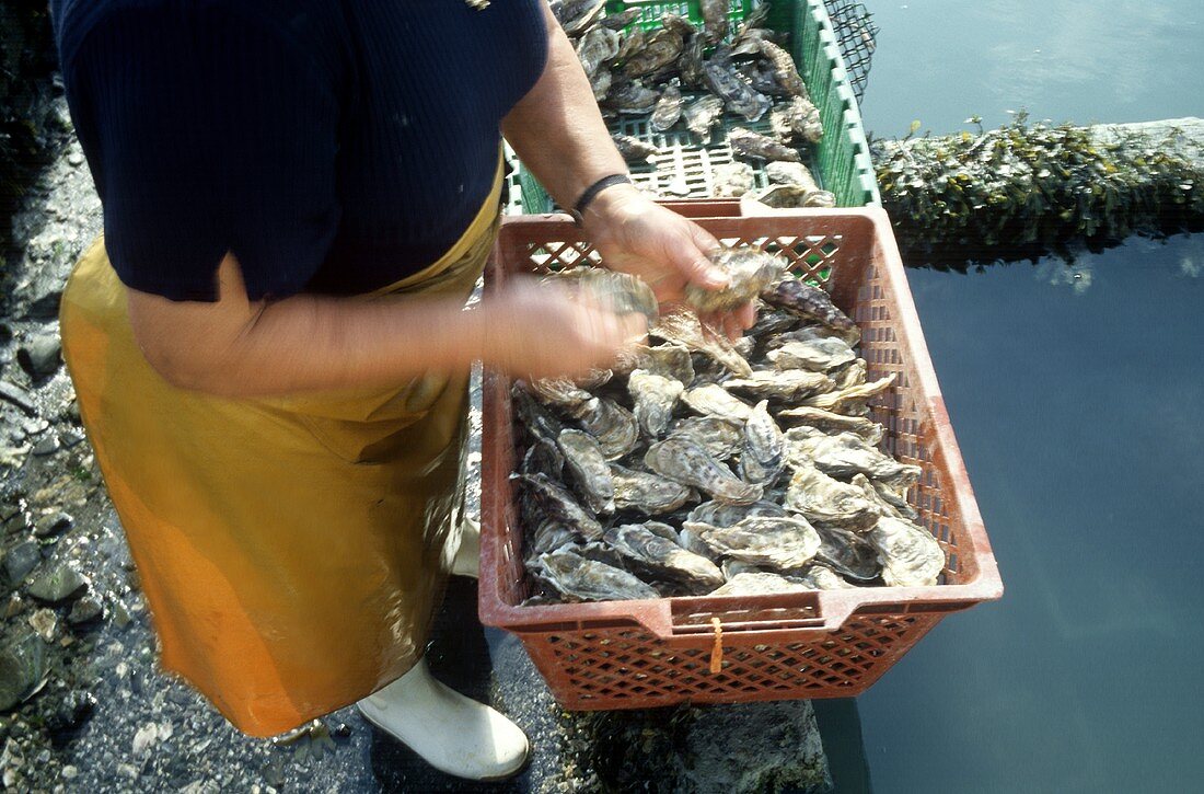 Frische Cancale-Austern werden in Plastikkörbe sortiert