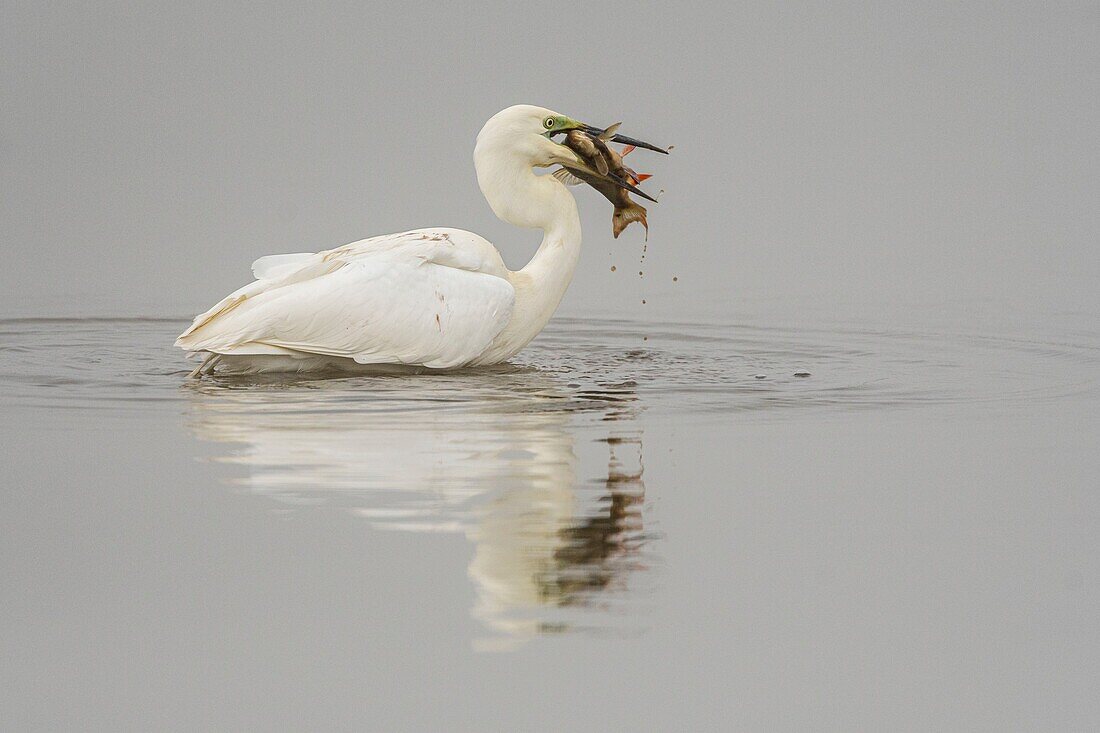 France, Somme, Baie de Somme, Le Crotoy, Crotoy Marsh, Great Egret (Ardea alba - Great Egret) fishing catching a fish\n