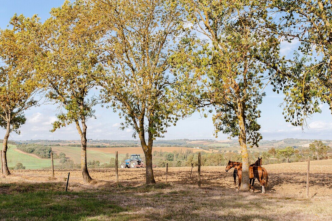 Frankreich, Haute-Garonne, Loubens-Lauragais, Geschichte : Charmantes und authentisches Bauernhaus aus dem 16.