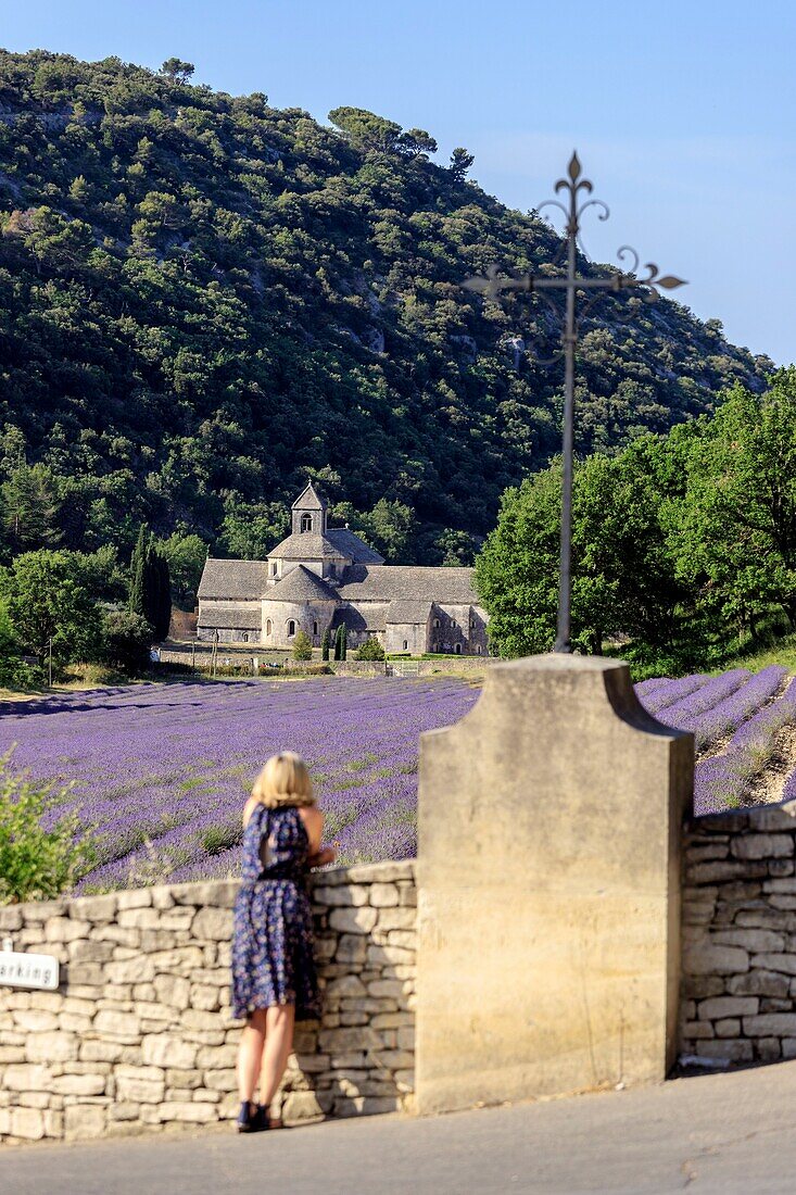 France, Vaucluse, municipality of Gordes, tourist in front of a field of lavender of the abbey Notre Dame de Senanque of the XIIth century\n