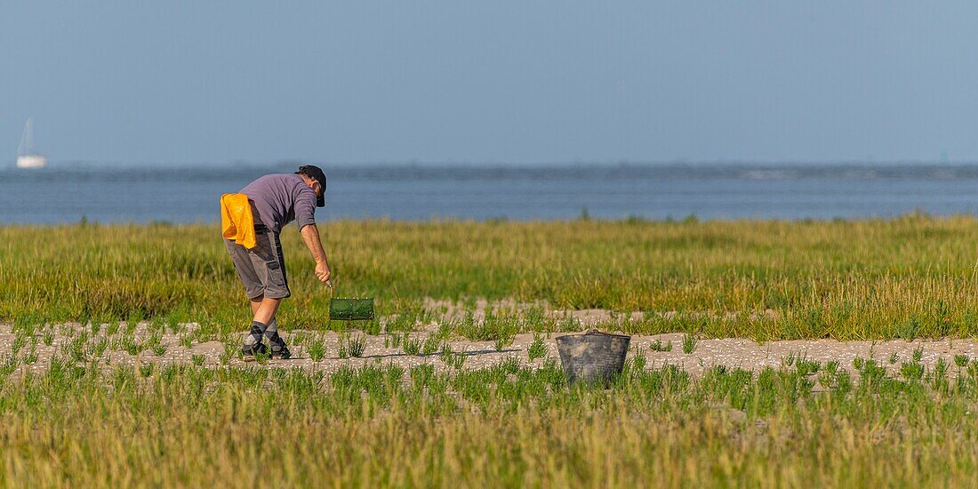 France, Somme, Somme Bay, Natural Reserve of the Somme Bay, Le Crotoy, fisherman on foot picking salicorne\n