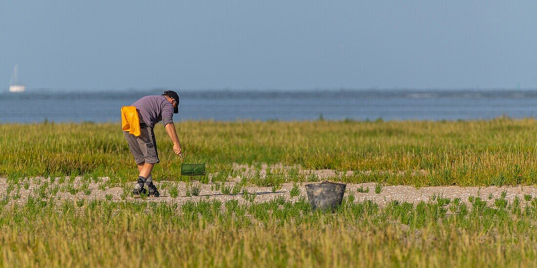 Frankreich, Somme, Somme-Bucht, Naturreservat der Somme-Bucht, Le Crotoy, Fischer zu Fuß beim Pflücken von Salicorne