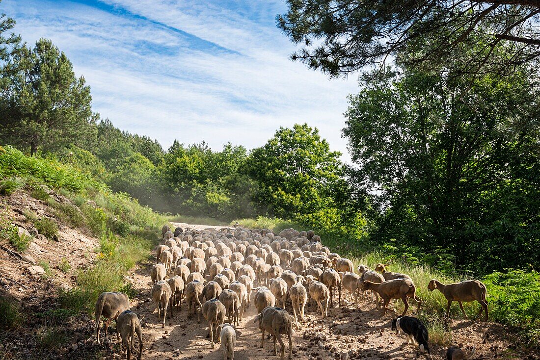 France, Ardeche, parc naturel régional des Monts d'Ardeche (Regional natural reserve of the Mounts of Ardeche), Prunet, transhumance on the Tanargue Massif\n