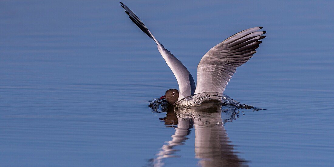 France, Somme, Baie de Somme, Le Crotoy, The Marsh du Crotoy welcomes each year a colony of Black-headed Gull (Chroicocephalus ridibundus), which come to nest and reproduce on islands in the middle of the ponds\n