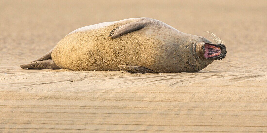 France, Pas de Calais, Opal Coast, Berck sur Mer, common seal (Phoca vitulina), seals are today one of the main tourist attractions of the Somme Bay and the Opal Coast\n