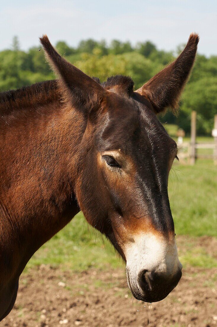 Frankreich, Charente Maritime, Dampierre sur Boutonne, Asinerie du Baudet du Poitou, Poitevin-Maultier, geboren aus einer Kreuzung zwischen einem Esel und einer Stute