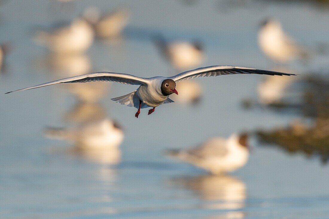 France, Somme, Bay of the Somme, Crotoy Marsh, Le Crotoy, every year a colony of black-headed gulls (Chroicocephalus ridibundus - Black-headed Gull) settles on the islets of the Crotoy marsh to nest and reproduce\n