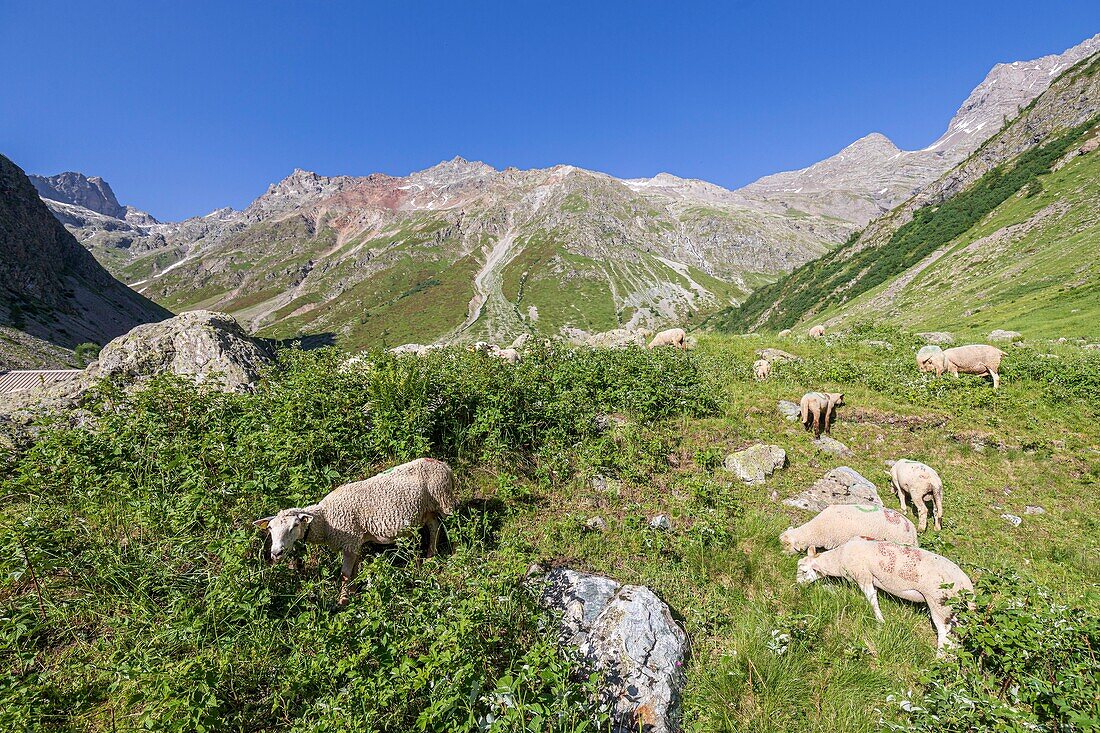 France, Hautes Alpes, Ecrins National Park, Champsaur Valley, Drac de Champoléon valley or Drac Blanc, sheep on the mountain pastures of Pré de la Chaumette refuge on the GR57 hiking trail\n