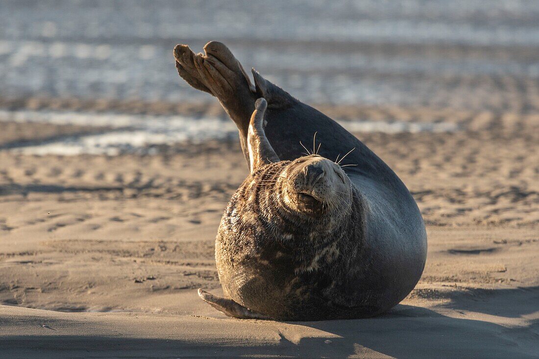 France, Pas de Calais, Authie Bay, Berck sur Mer, Grey seals (Halichoerus grypus), at low tide the seals rest on the sandbanks from where they are chased by the rising tide, banana position\n