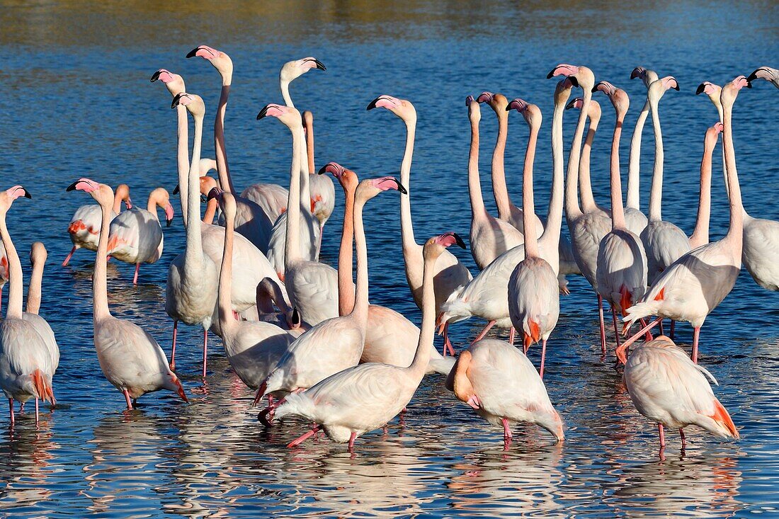 Frankreich, Bouches du Rhone, Camargue, Naturschutzgebiet Pont de Gau, Flamingos (Phoenicopterus roseeus)