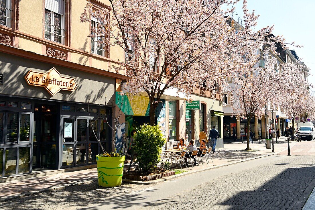 France, Bas Rhin, Strasbourg, Railway station district, rue de la Petite Course, cherry blossom\n