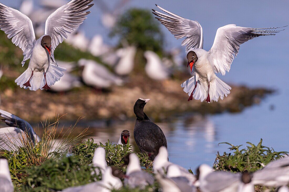 France, Somme, Baie de Somme, Le Crotoy, The marsh of Crotoy welcomes each year a colony of Black-headed Gull (Chroicocephalus ridibundus - Black-headed Gull) which come to nest and reproduce on islands in the middle of the ponds, conflicts are frequent, here with a coot who decided to nest also in the middle of the colony\n