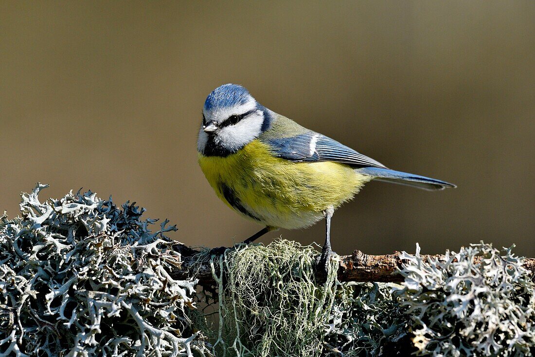 France, Doubs, bird, blue tit (Cyanistes caeruleus) perched on a root covered with lichens\n