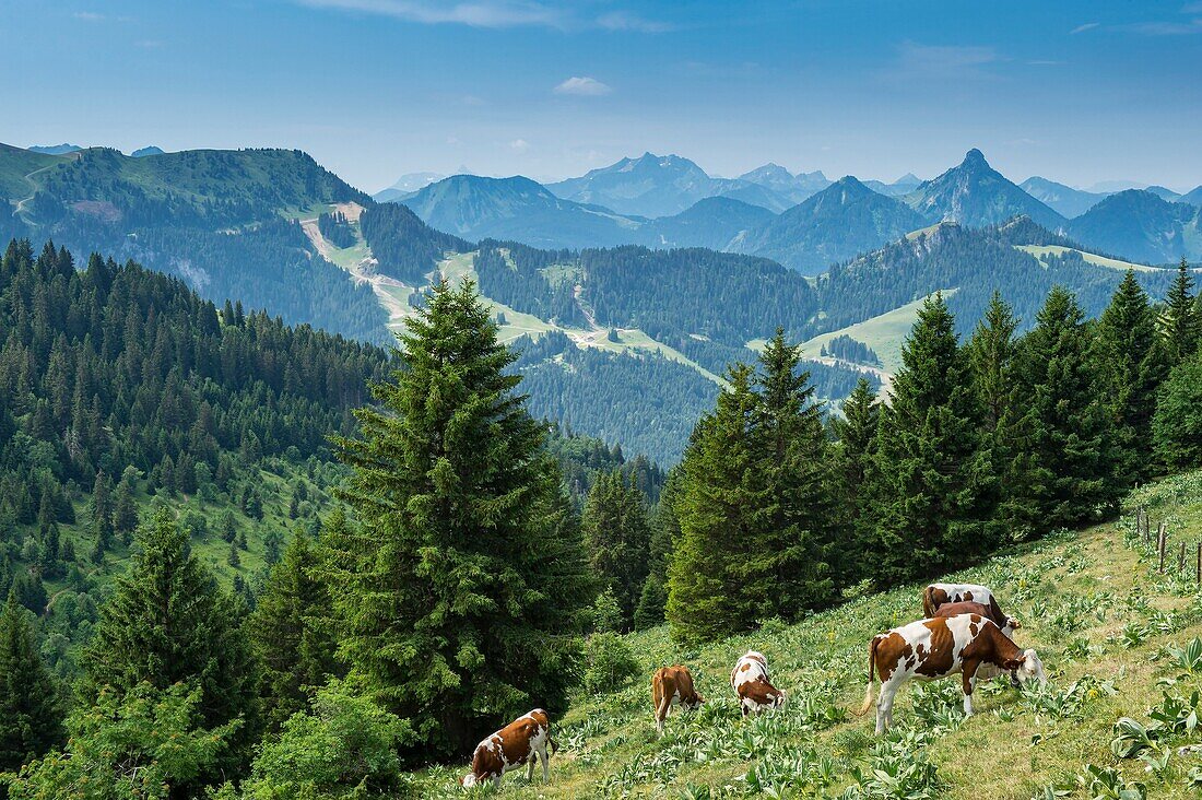 France, Haute Savoie, Chablais geopark massif, Thollon les Memises, herd of heifers on the peak towards the peak of Memises\n