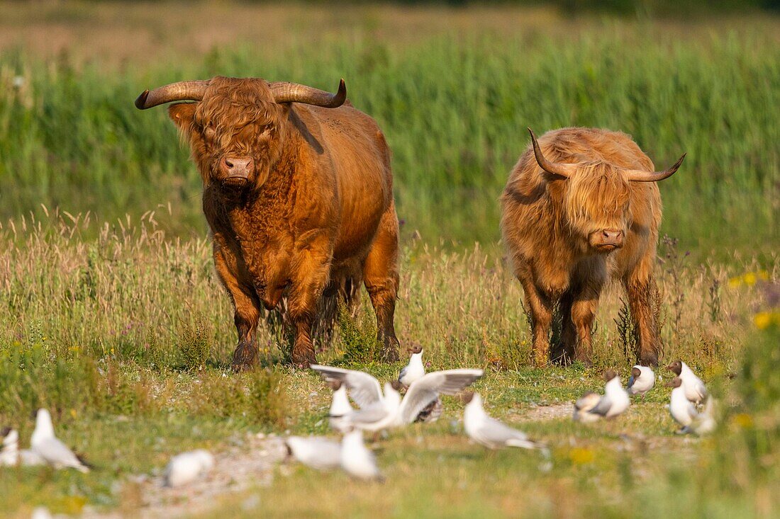 France, Somme, Somme Bay, Crotoy Marsh, Le Crotoy, Highland Cattle (Scottish cow) for marsh maintenance and eco grazing\n