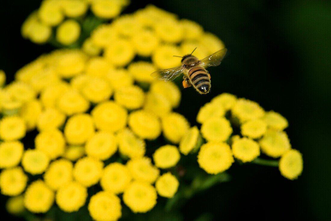 France, Territoire de Belfort, Belfort, garden, European bee (Apis mellifera) arises on an inflorescence of Tanacetum vulgare\n