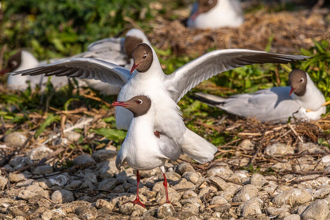 France, Somme, Baie de Somme, Crotoy Marsh, Le Crotoy, every year a colony of black-headed gulls (Chroicocephalus ridibundus - Black-headed Gull) settles on the islets of the Crotoy marsh to nest and reproduce , the couplings are frequent\n