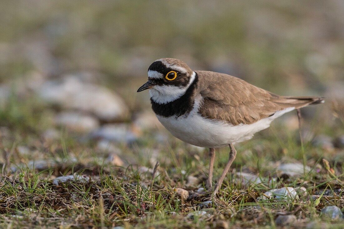 France, Somme, Baie de Somme, Cayeux sur Mer, Hable d'Ault, Little Ringed Plover (Charadrius dubius) in gravelly meadows and pebbles\n