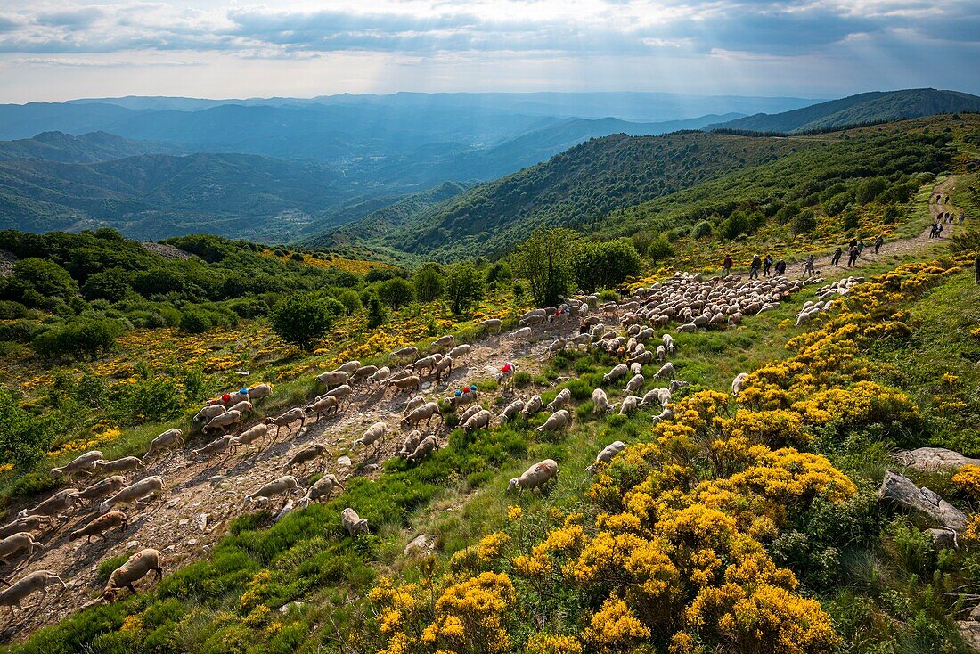 France, Ardeche, parc naturel régional des Monts d'Ardeche (Regional natural reserve of the Mounts of Ardeche), La Souche, transhumance on the Tanargue Massif\n