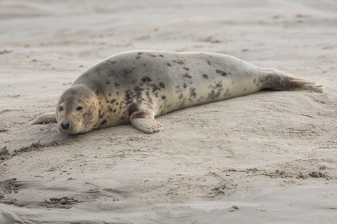 Frankreich, Pas de Calais, Authie Bay, Berck sur Mer, Kegelrobben (Halichoerus grypus), bei Ebbe ruhen die Robben auf den Sandbänken, von wo sie von der steigenden Flut verjagt werden