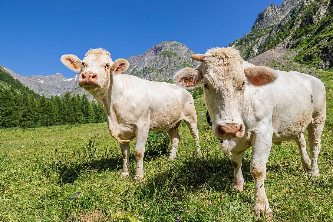 France, Hautes Alpes, Ecrins National Park, Champsaur Valley, Drac Valley of Champoléon, hiking on the GR country trail Tour du Vieux Chaillol, herd of Charolais cows\n