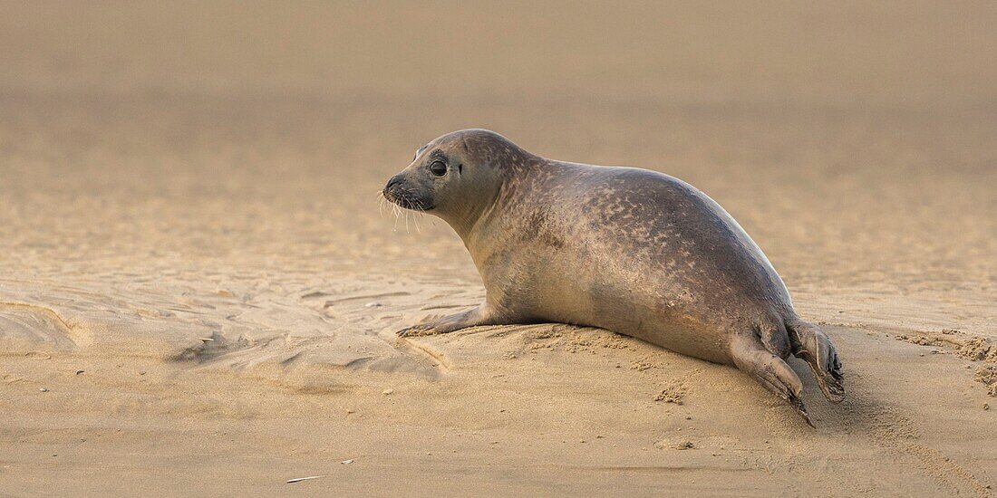 Frankreich, Pas de Calais, Opalküste, Berck sur Mer, Kegelrobbe (Halichoerus grypus), Robben sind heute eine der Haupttouristenattraktionen in der Somme-Bucht und an der Opalküste