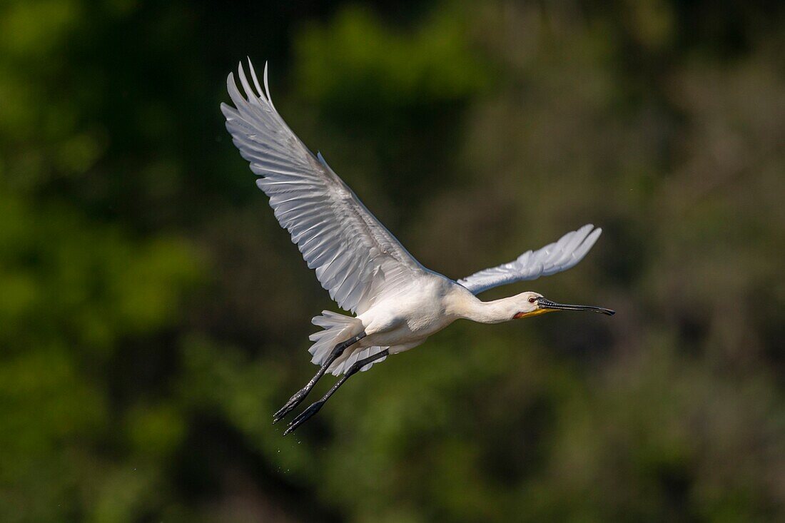 France, Somme, Somme Bay, Le Crotoy, Crotoy marsh, Spoonbill (Platalea leucorodia Eurasian Spoonbill) in flight\n