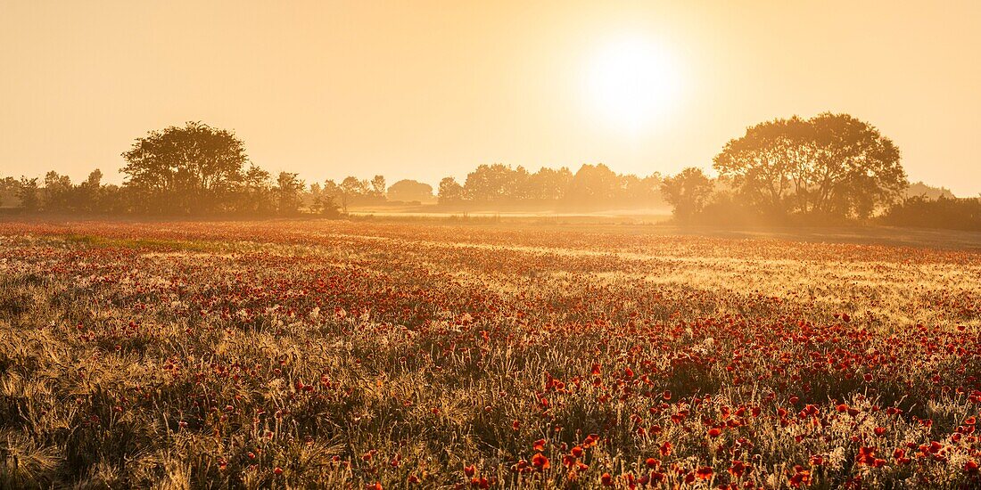 France, Somme, Bay of the Somme, Saint-Valery-sur-Somme, The fields of poppies between Saint-Valery-sur-Somme and Pendé have become a real tourist attraction and many people come to photograph there\n