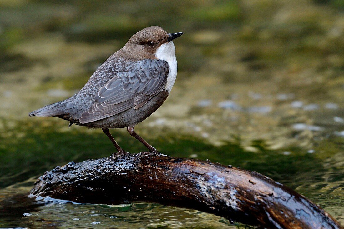 Frankreich, Doubs, Creuse-Tal, Vogel, Zwergtaucher (Cinclus cinclus)