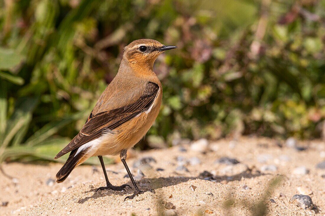 France, Somme, Baie de Somme, Cayeux sur Mer, The Hable d'Ault, Northern wheatear (Oenanthe oenanthe)\n