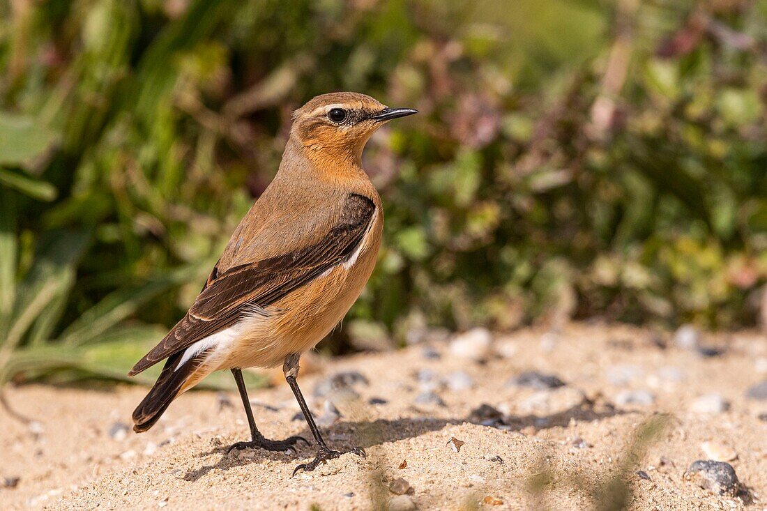 Frankreich, Somme, Baie de Somme, Cayeux sur Mer, Der Hable d'Ault, Nördlicher Steinschmätzer (Oenanthe oenanthe)