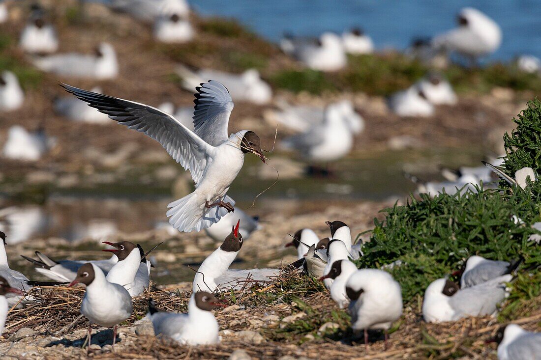 France, Somme, Bay of the Somme, Crotoy Marsh, Le Crotoy, every year a colony of black-headed gulls (Chroicocephalus ridibundus - Black-headed Gull) settles on the islets of the Crotoy marsh to nest and reproduce , the birds carry the branches for the construction of the nest\n