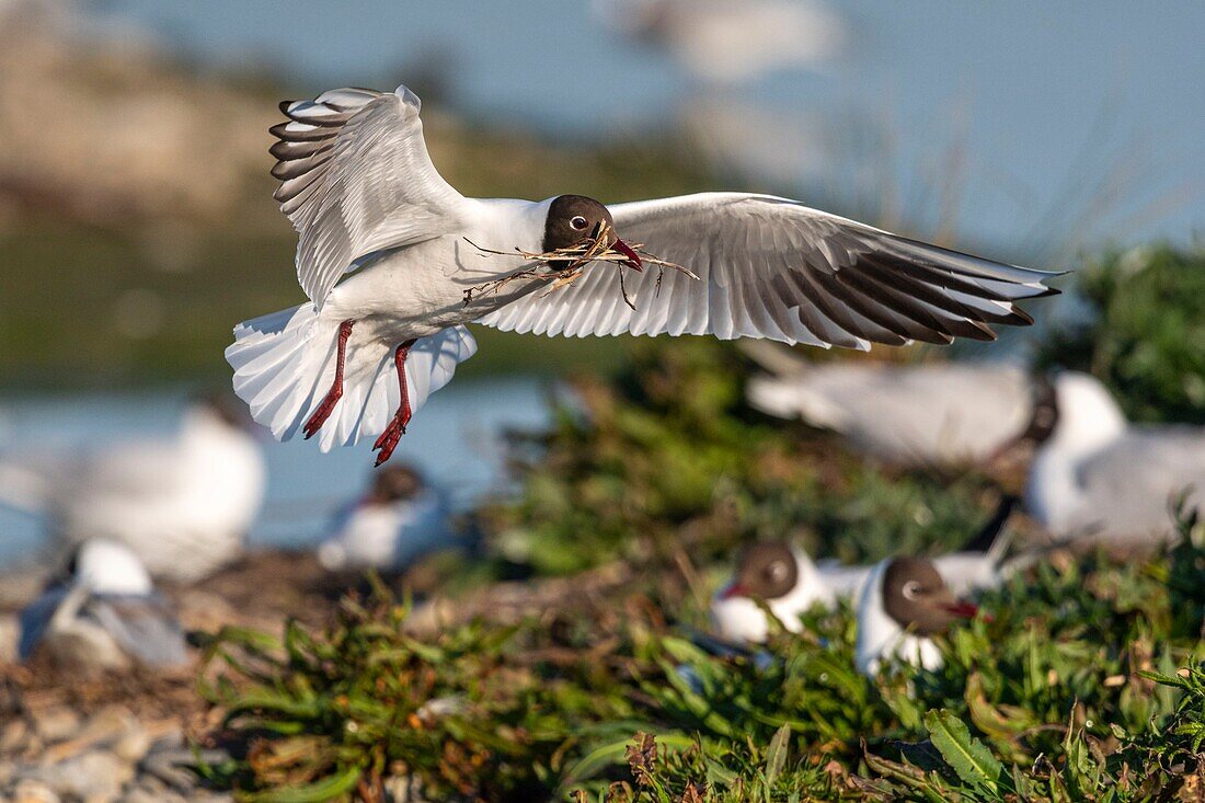 Frankreich, Somme, Somme-Bucht, Crotoy-Sumpf, Le Crotoy, jedes Jahr lässt sich eine Lachmöwenkolonie (Chroicocephalus ridibundus - Lachmöwe) auf den kleinen Inseln des Crotoy-Sumpfes nieder, um zu nisten und sich fortzupflanzen, die Vögel tragen die Zweige für den Nestbau