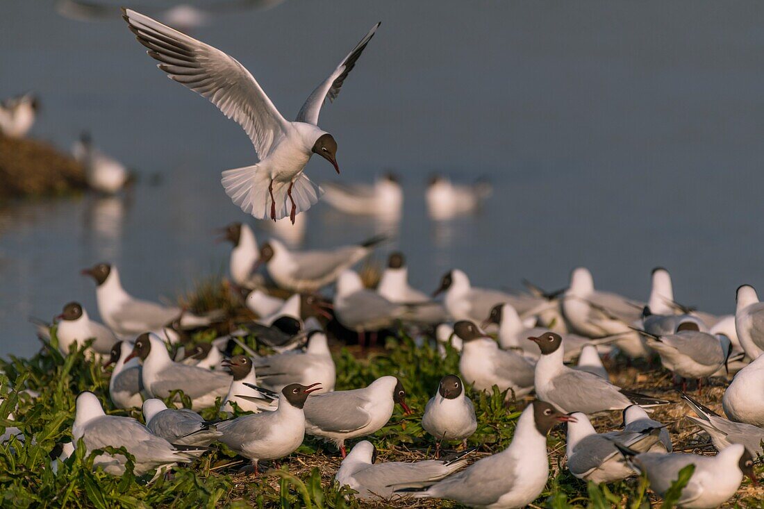 Frankreich, Somme, Baie de Somme, Le Crotoy, Marsch von Le Crotoy, im Frühjahr lässt sich die Lachmöwenkolonie (Chroicocephalus ridibundusl) auf den Inseln der Sumpfteiche nieder, die Möwen bringen Materialien zum Bau eines groben Nestes mit und die Landungen sind Anlass für zahlreiche Kämpfe und Auseinandersetzungen