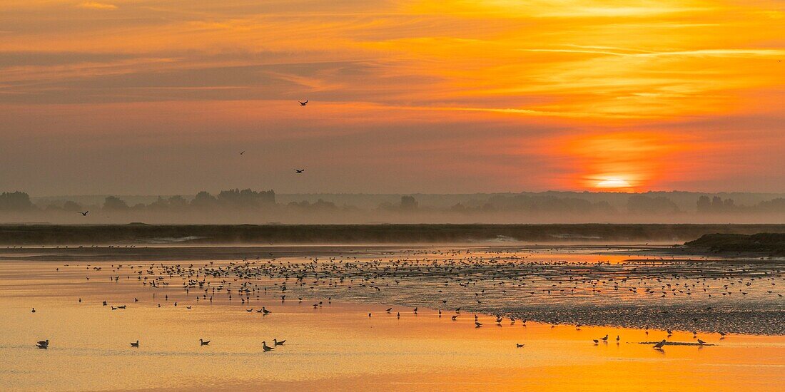 France, Somme, Somme Bay, Saint Valery sur Somme, Aube on the banks of the Somme where many seabirds park\n