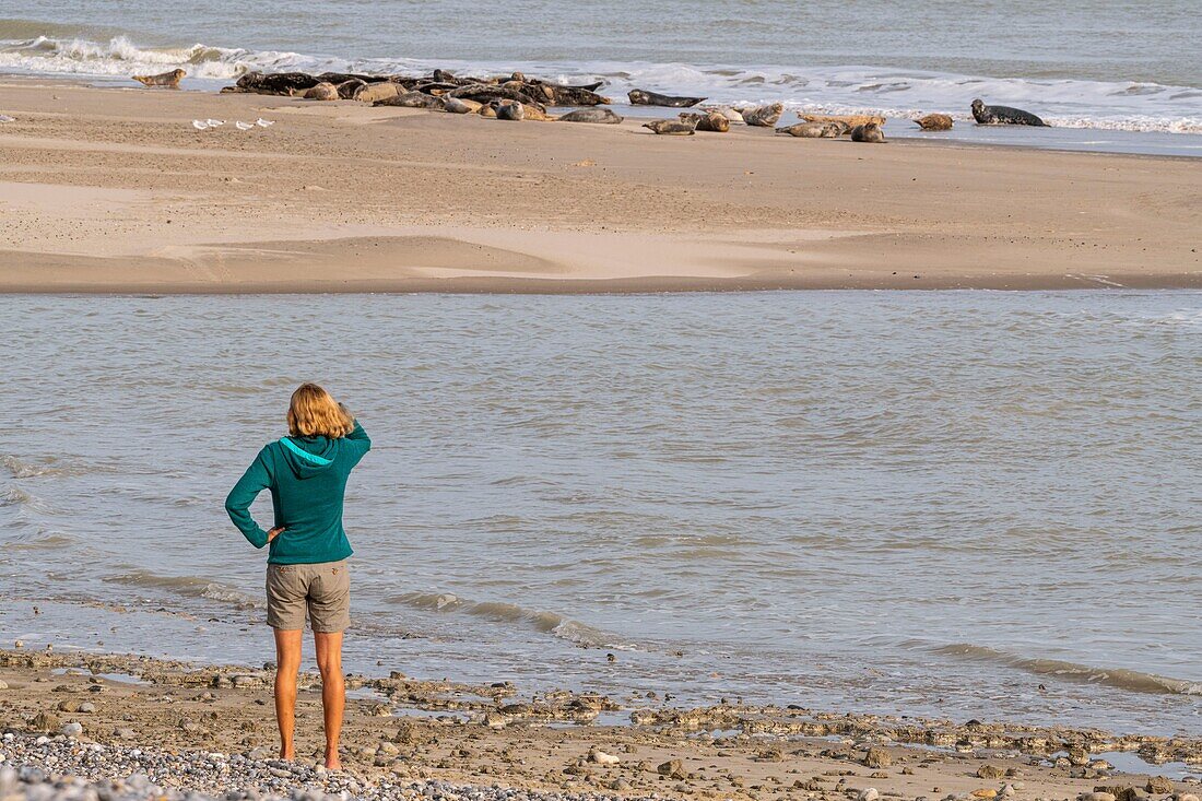 France, Somme, Somme Bay, Le Hourdel, The Hourdel seal colony on the sandbank while strong waves come to flood them\n