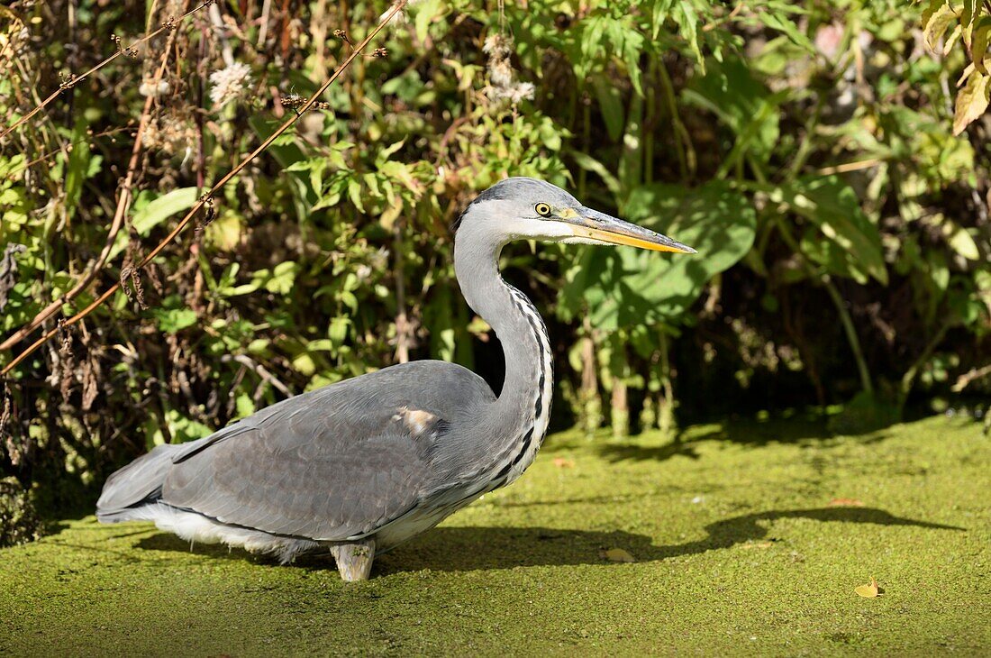 France, Nord, Lille, Bois de Boulogne park of the Citadelle, gray heron (Ardea cinerea) hunting\n