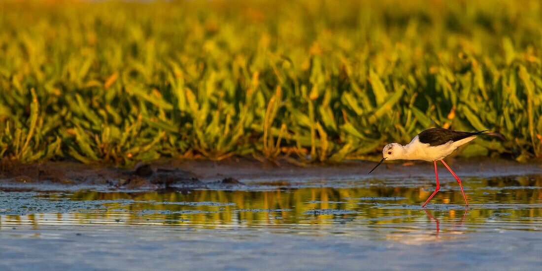 Frankreich, Somme, Baie de Somme, Le Crotoy, Weißer Stelzenläufer (Himantopus himantopus - Schwarzflügel-Stelzenläufer) im frühen Morgenlicht